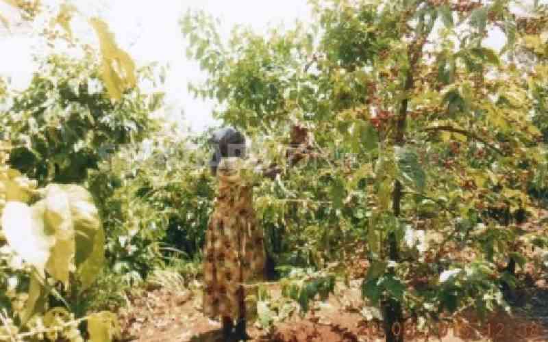 Machakos coffee farmers urged to increase production