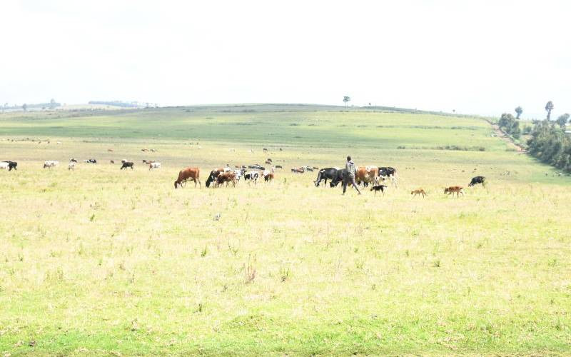 Leadership wars erupt over disputed Njoro land