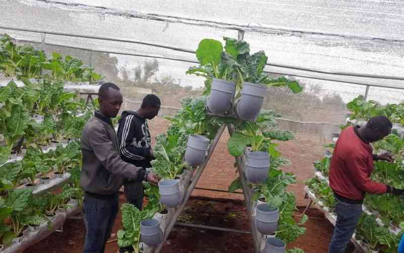 What hydroponic farming can do in tiny urban spaces