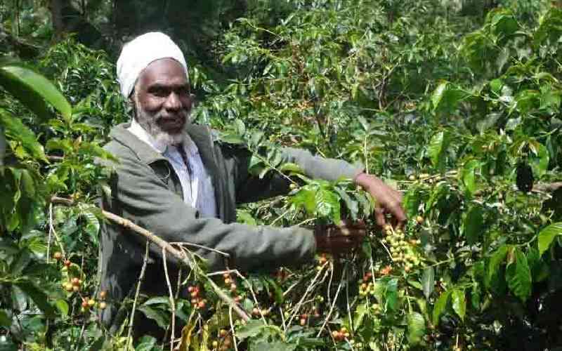 Coffee market fetch Sh957 million after the Christmas break