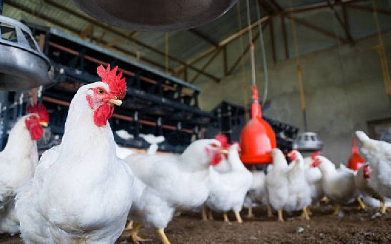 Broilers not harmful to your health, experts say