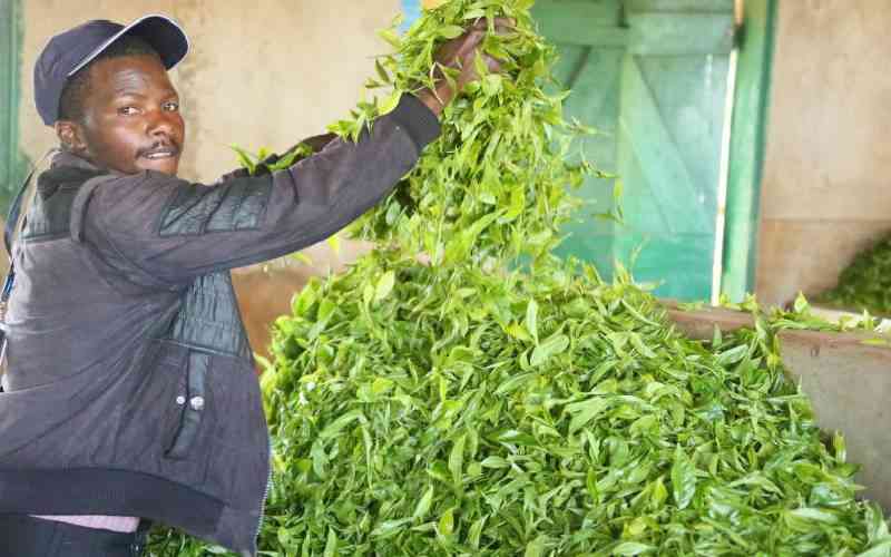 Tea farmers count losses over delayed green leaf collection