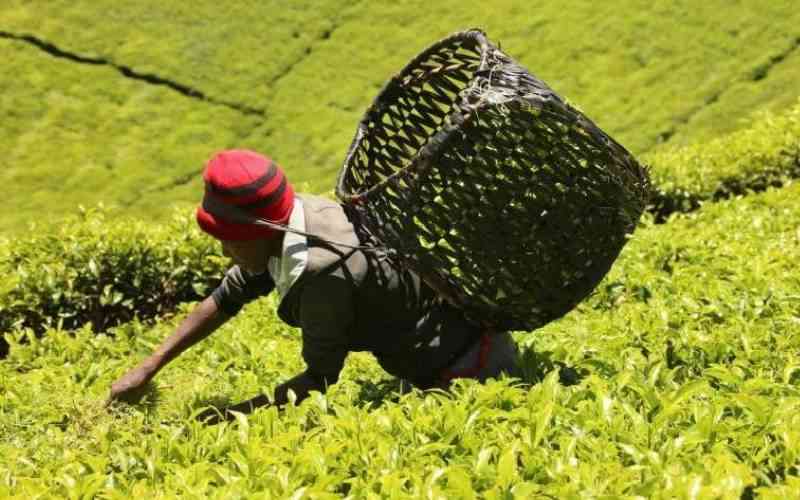 Tea farmers' patience withers as meagre bonuses deepen despair