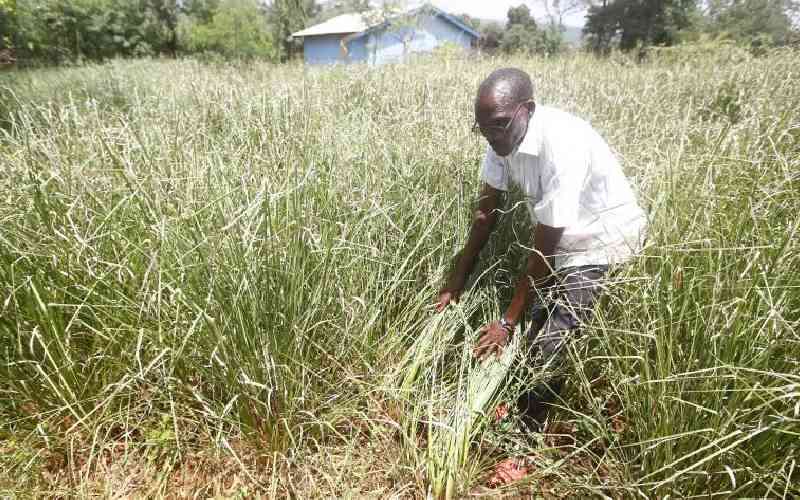 Kenya commits to develop its feed and fodder sector