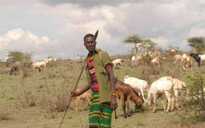 Why the world is finally paying attention to rangelands, herders