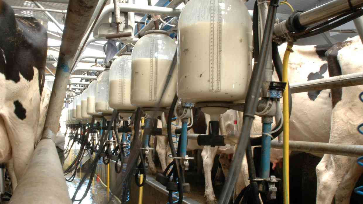 How technology can boost dairy farming  Smart agriculture