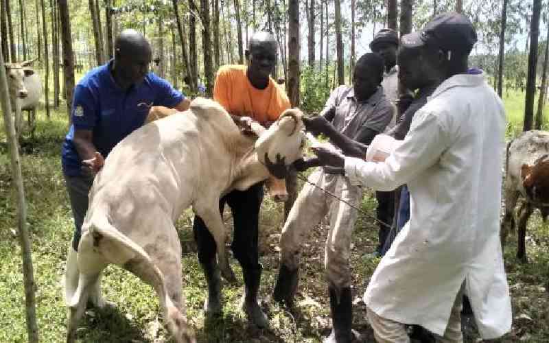 Livestock inoculation; Vets ready for January exercise