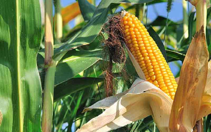 Lobbies protest State's GMO decision
