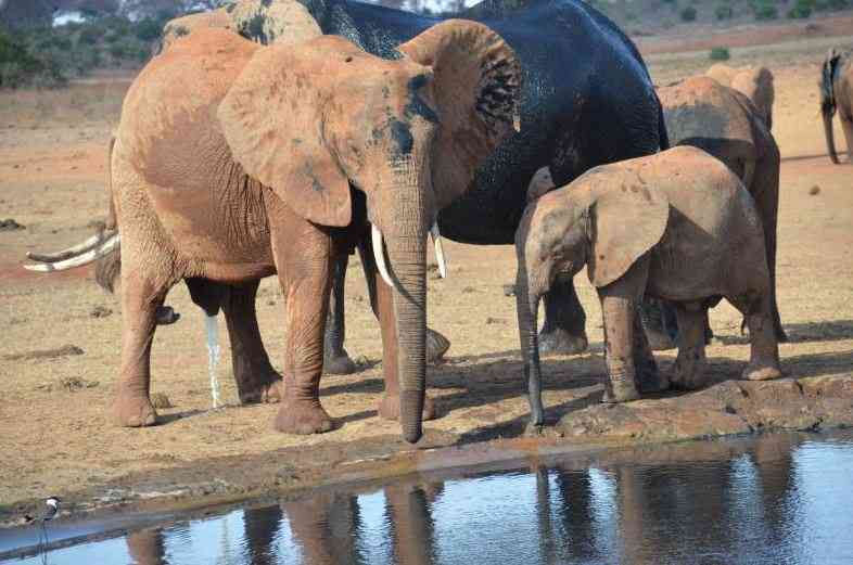 Ruto now reverses plan to share park revenue with county