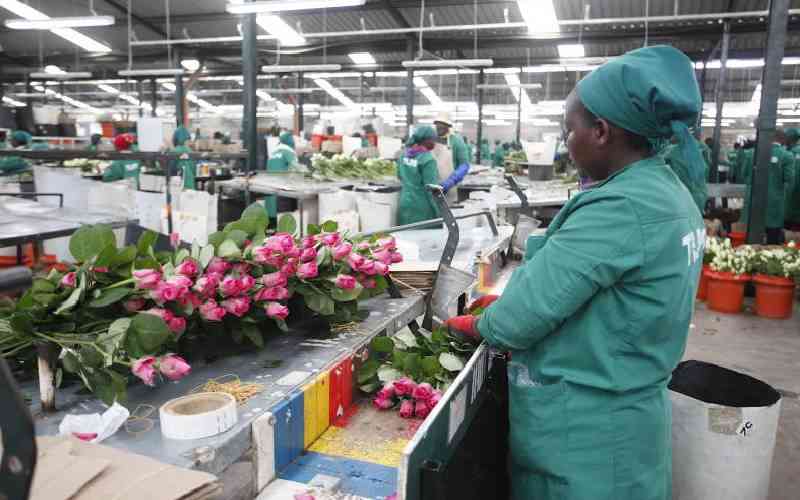 Kebs' standards levy a big blow to Kenya's flower industry