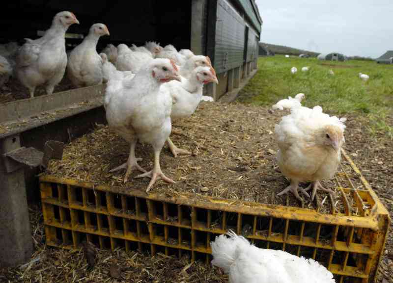 Rearing broilers without medicines