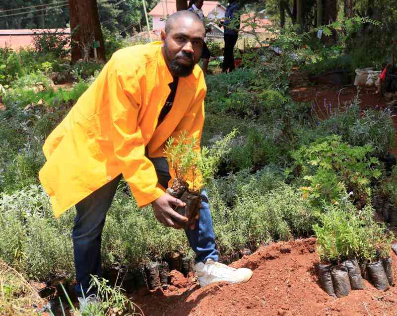 Aromatic venture: Nyeri youth turn passion for herbs, spices into thriving business