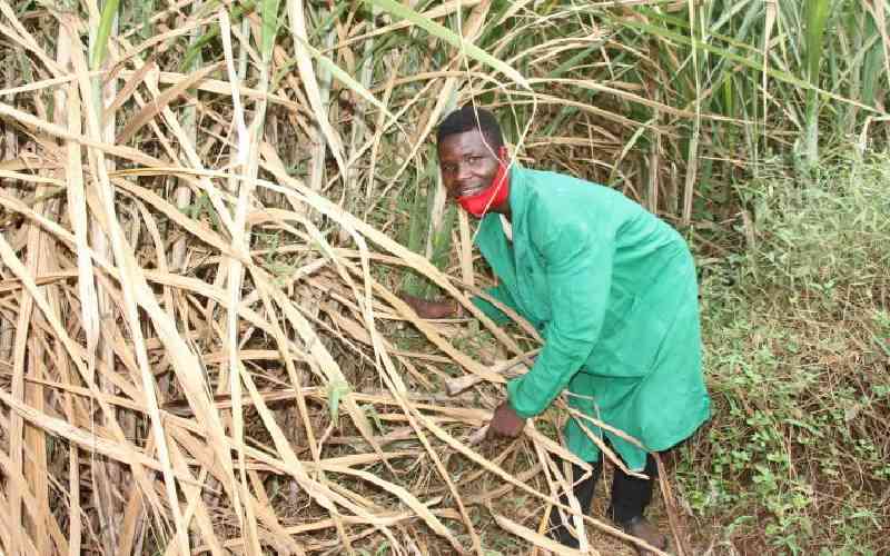 Sugarcane farmers accuse AFA of 'siding with cartels' as prices drop
