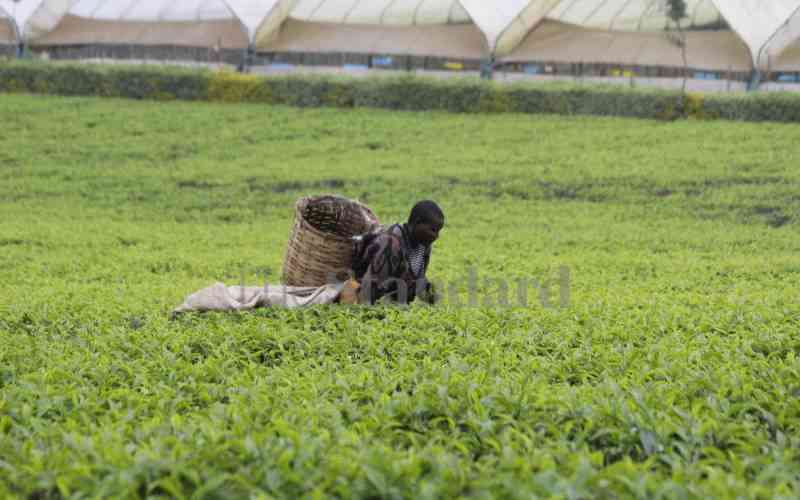 Kenya to ban raw tea exports to sweeten earnings for farmers