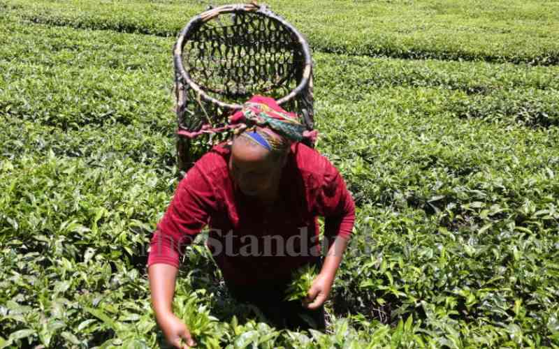 Tea prices up but production dips on bad weather