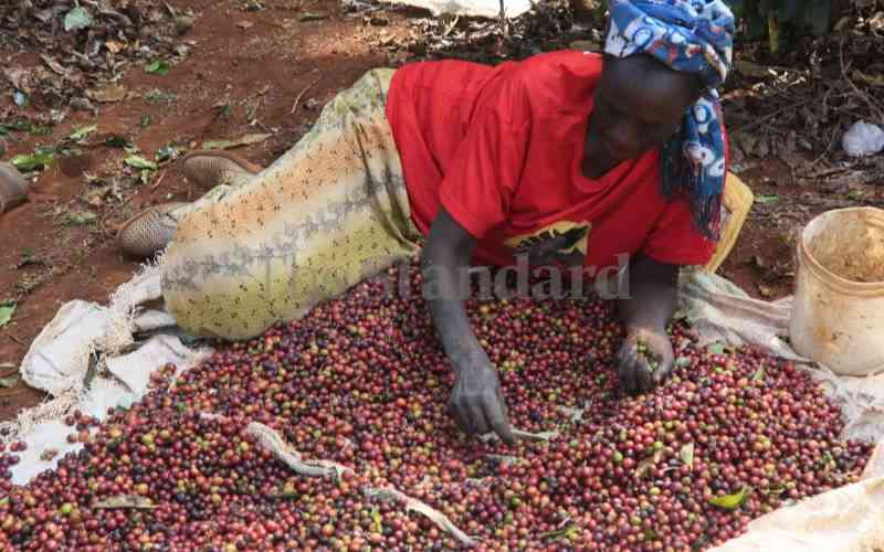 The great rip off: How coffee agents take farmers for a ride