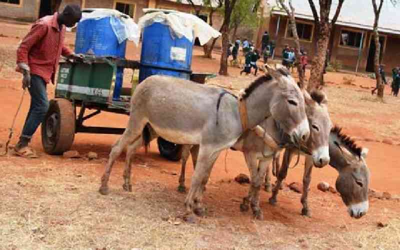 The true cost of donkey skin trade on African economies