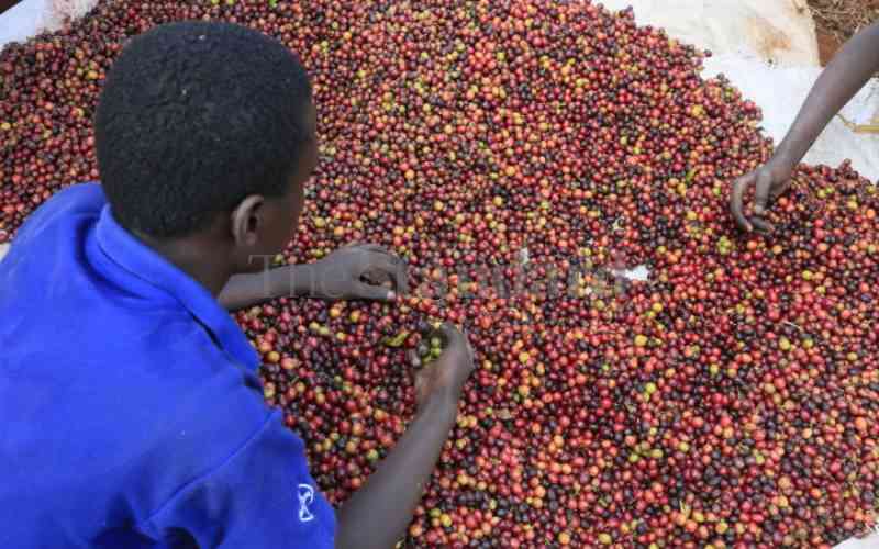 Why diversification is key in the coffee value chain sustainability