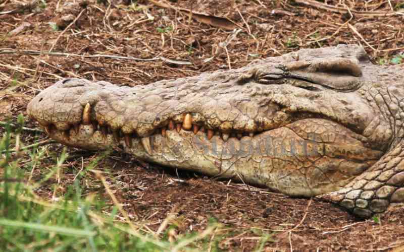 67-year-old fisherman killed by crocodile