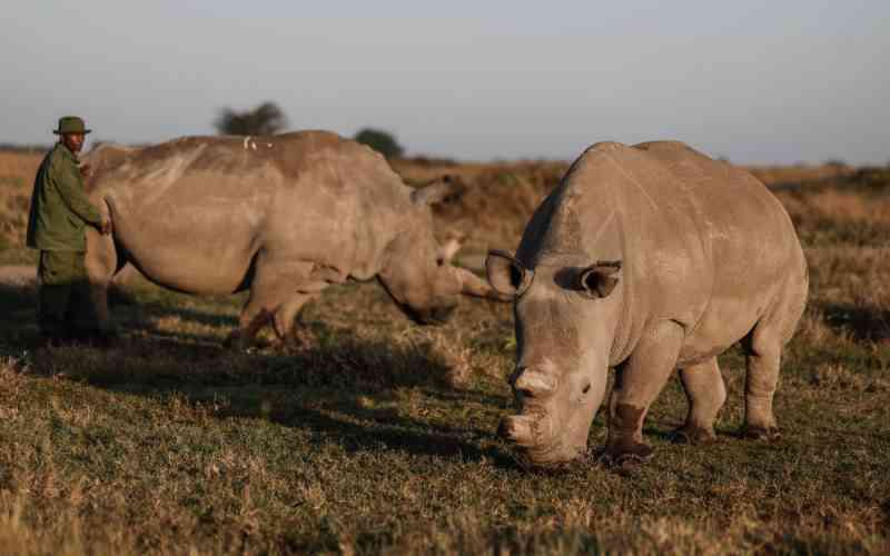 Two of a kind: Najin and Fatu, the last northern white rhinos