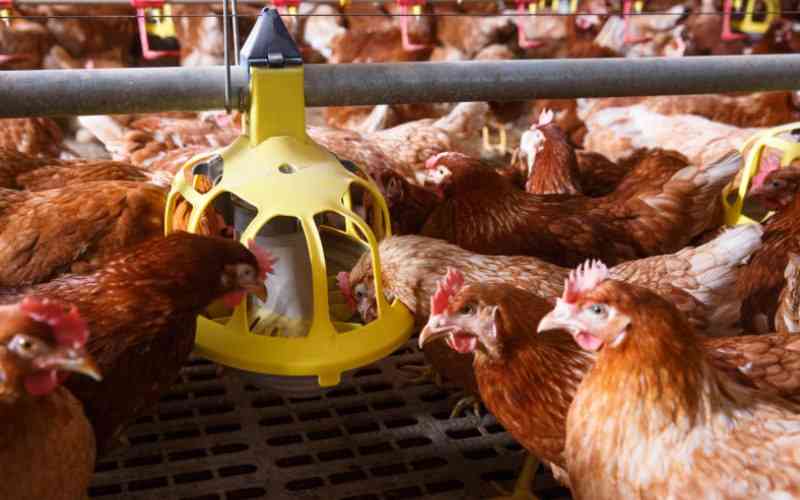 Here's how to make your chicken feeds