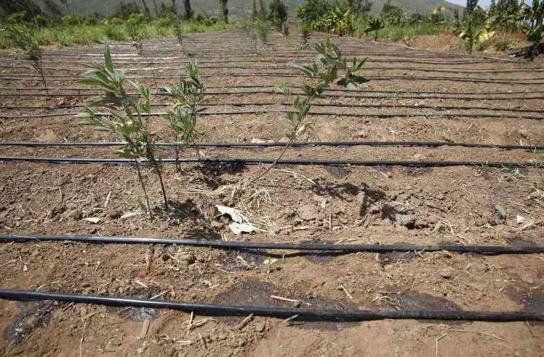 How conflict, degraded land became productive and income-generating farms