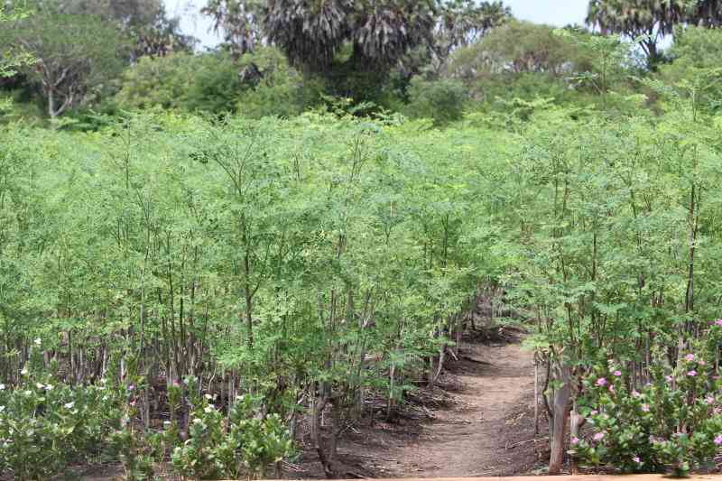 Tapping the benefits of moringa farming