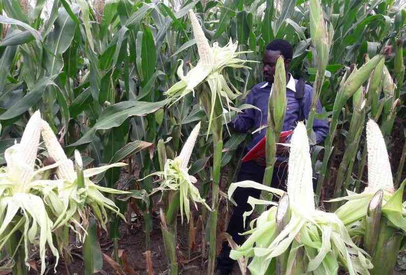 Poor pest control hurting maize production in the country