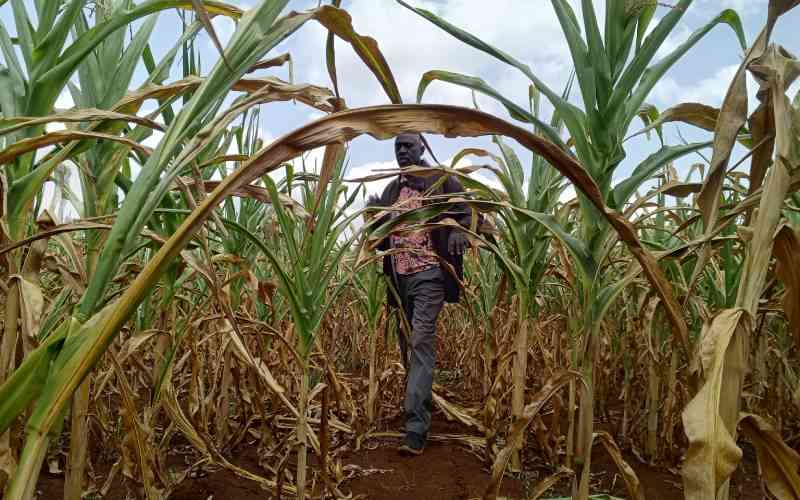 State cuts fertiliser and maize seed after dry spell causes massive losses