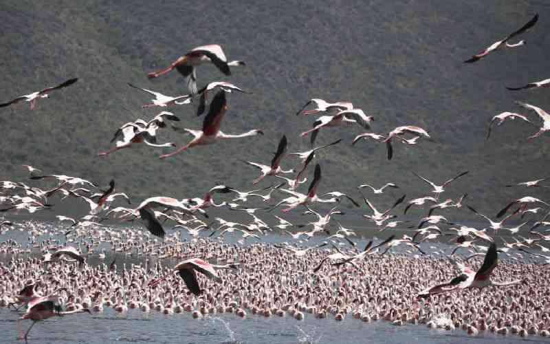 East Africa's 'soda lakes' are rising, threatening their iconic flamingos