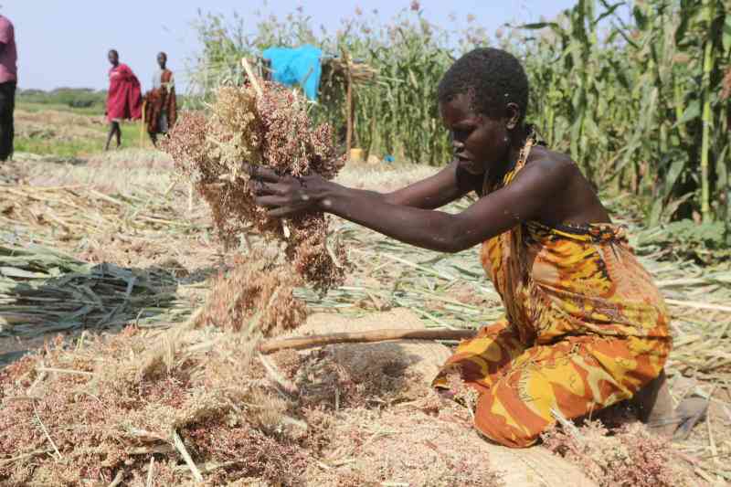 Why attention has shifted to millet crop