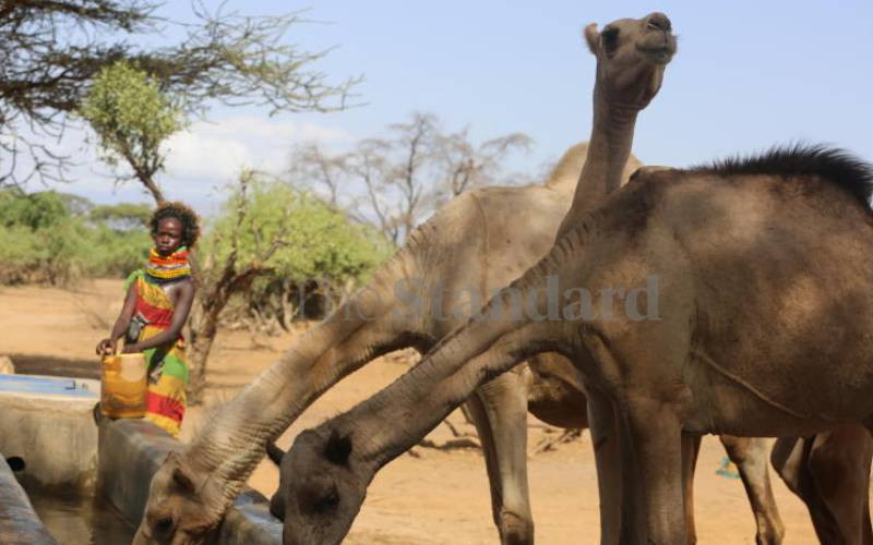 Camel urine cleans liver, lowers gastric ulcers