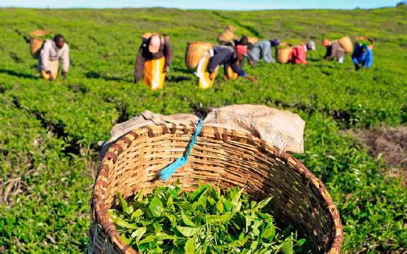 Delayed rains cut Kenya's tea output by 6.3pc in three months