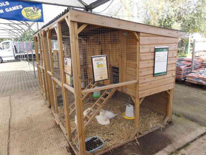 Managing your poultry in hot w...