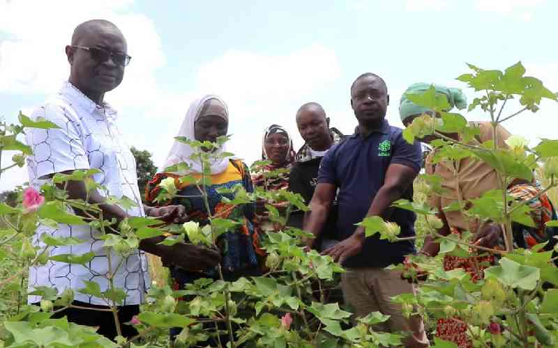 Kwale, Lamu ginneries spark cotton comeback in Coast region