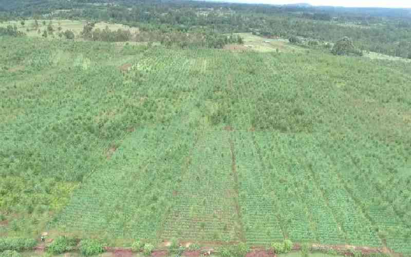 Farmers cry foul as KFS bans shamba system in Aberdare forest