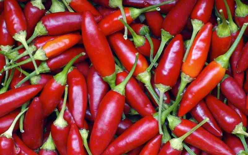 Sh250 million chilli plant launched in Malindi to boost Coast farmers