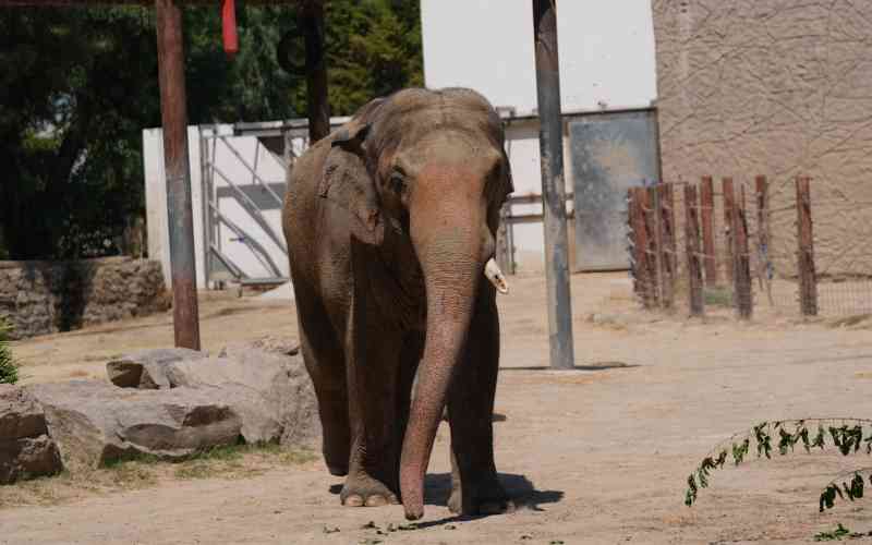 Zimbabwe to cull 200 elephants amid food shortages