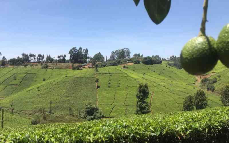 Murang'a tea farms' mix of change, frozen history