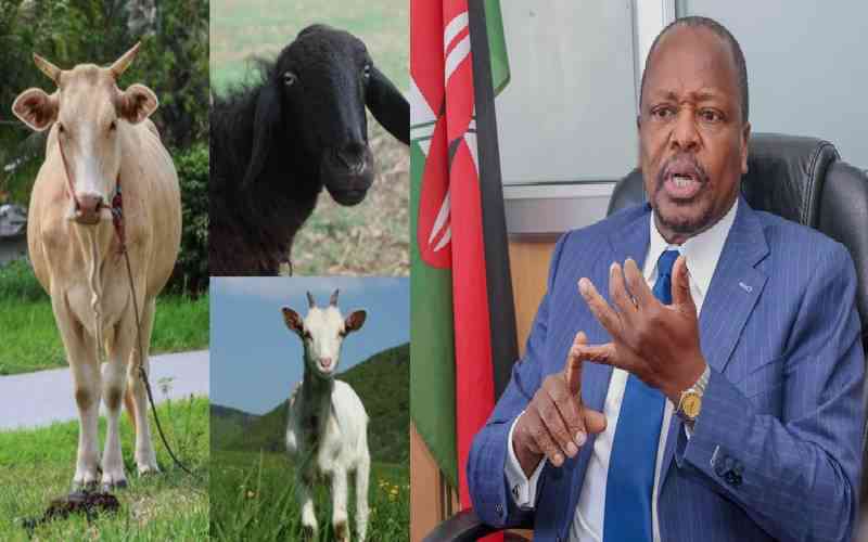 CS Mutahi Kagwe proposes digital IDs for goats, cows and sheep to curb livestock theft