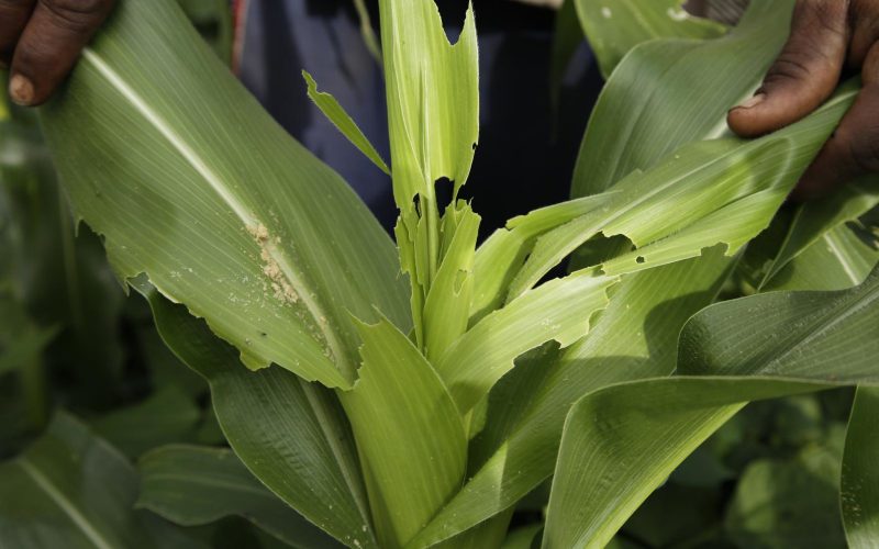 How to manage fall armyworms attack