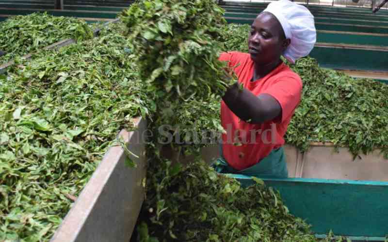 Tea sector yet to bear fruits despite reforms, say smallholder farmers