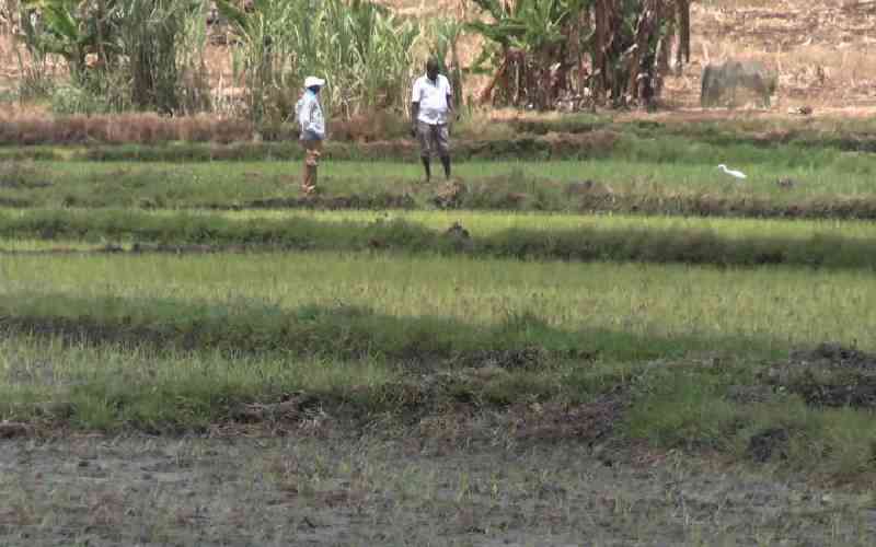 State to double acreage under rice production