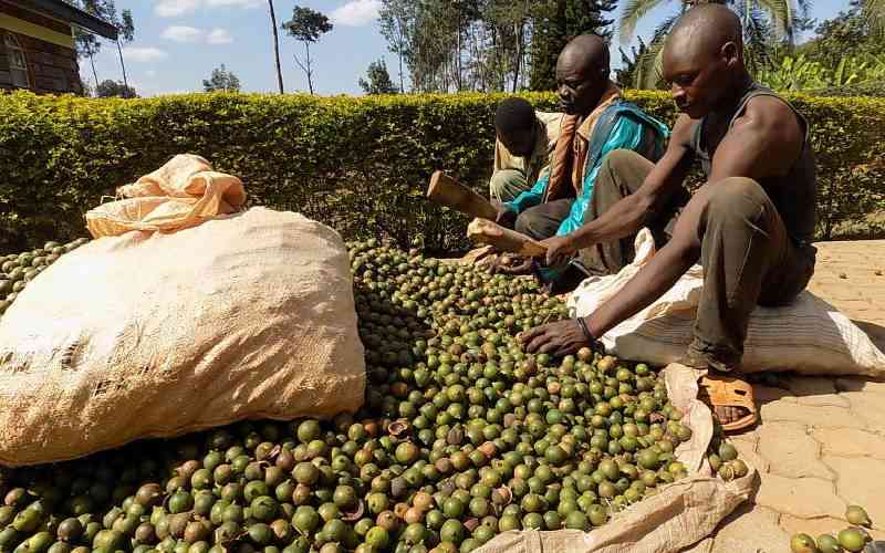 Court suspends directive on macadamia harvesting, export