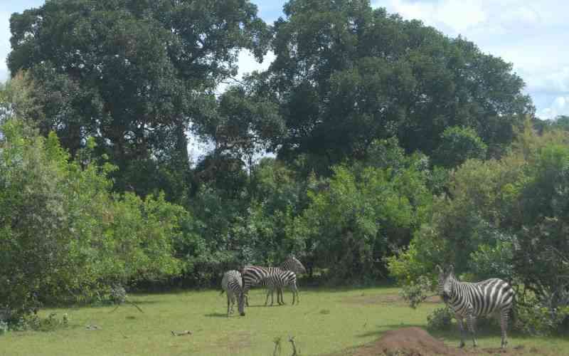 Kenya misses Sh130b carbon credit cash on poor forest data