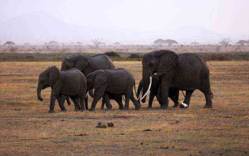 Zimbabwe to cull 200 elephants...