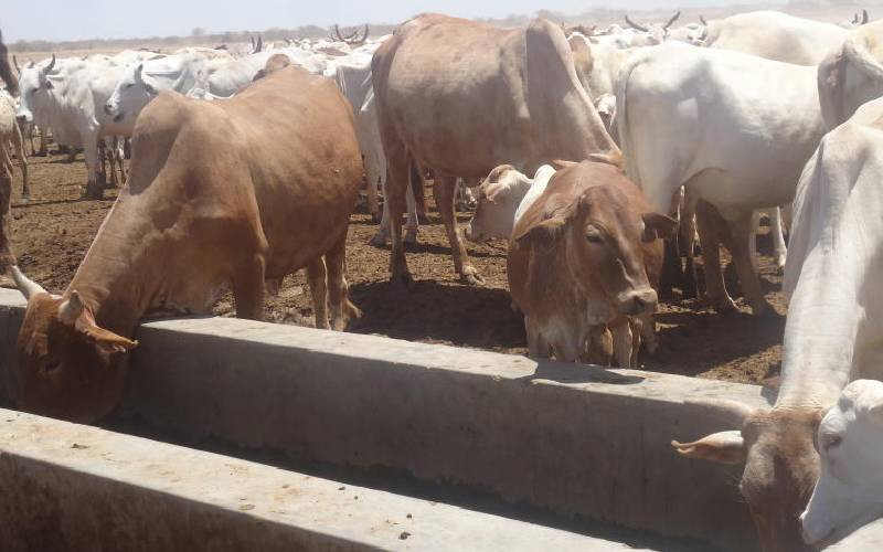 Livestock experts seek to boost animal feed production in rangelands