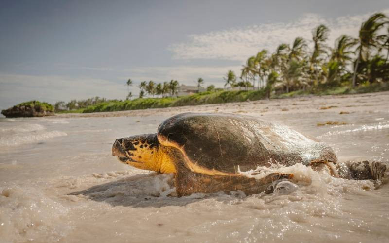 Hope for sea turtles amid plastic threat