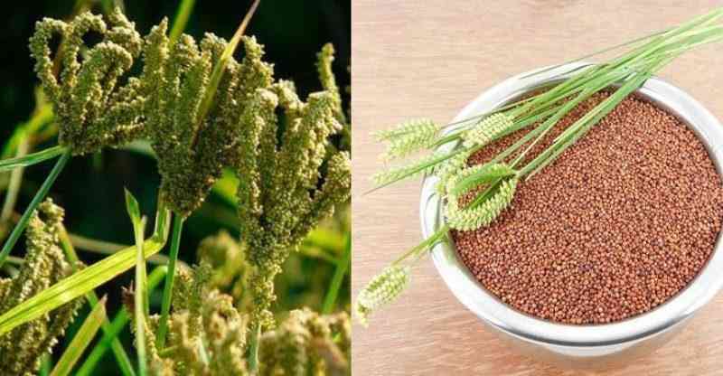 Year of millet: Why the renewed interest in the versatile grain