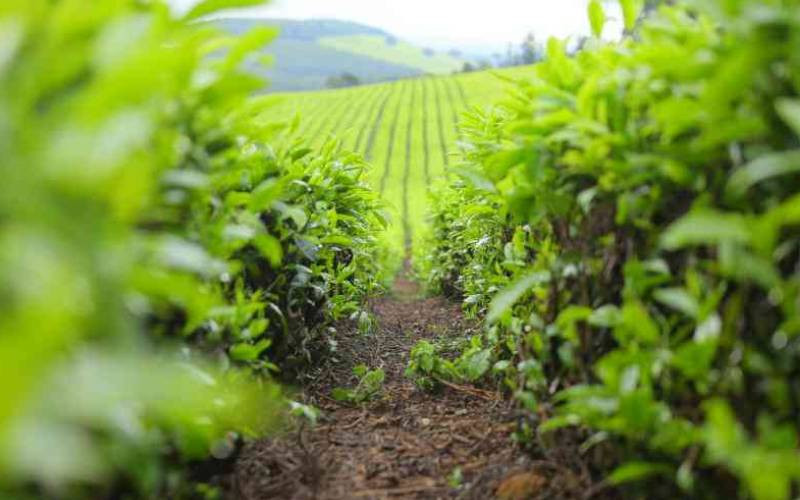 Poor leaf quality, politics hurting West of Rift tea farmers, says KTDA boss